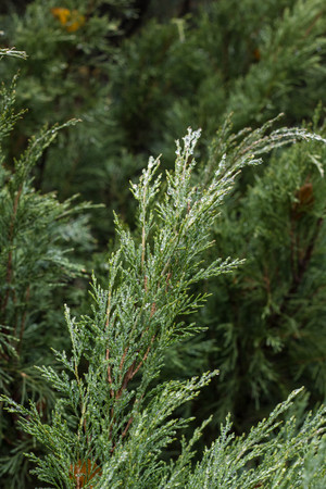 Thuja, evergreen tree. Texture of thuja leaves with rain drops.の写真素材