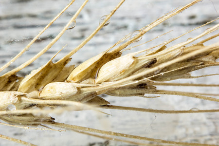 Macro of bright colorful golden rye spikelet.の写真素材