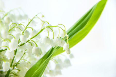 Lily of the valley flowers. Natural background with blooming lilies of the valley lilies-of-the-valley.の写真素材