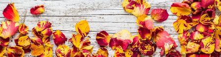 Banner of Dry petals of rose on a white wooden background. top view. copy spaceの写真素材