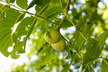 Two green walnut growing on a tree branch close up.の写真素材
