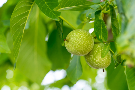 Two green walnut growing on a tree branch close up.の写真素材