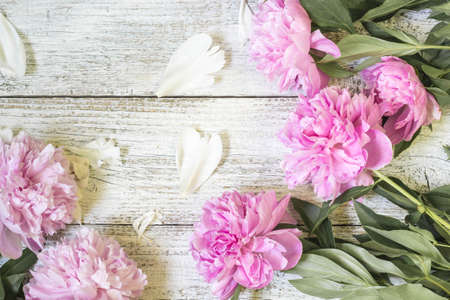Closeup of beautiful pink Peonie flowers with petals on white wooden background. Flat lay.