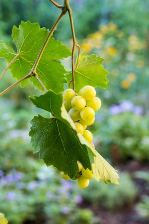 Bunches of white grapes hanging in vineyard against at green and yellow background during sunset.の写真素材