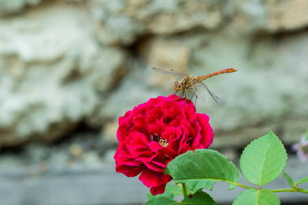 Dragonfly sitting on the red rose in garden, macro, natural background.の写真素材