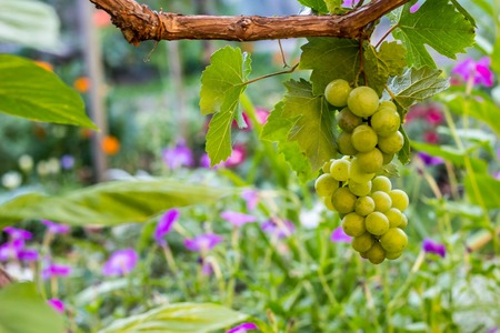 Bunches of white grapes hanging in vineyard against at green and yellow background during sunset.の写真素材