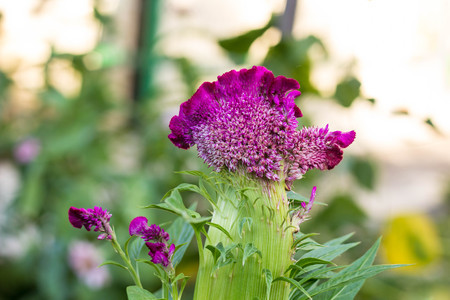 Close up Beautiful Celosia cristata in garden.の写真素材