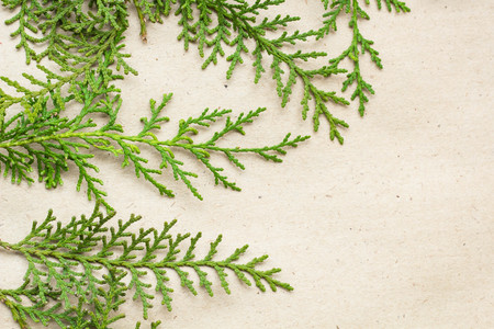 Green thuja tree branches frame on beige rustic background. Natural needles backdrop, bright...
