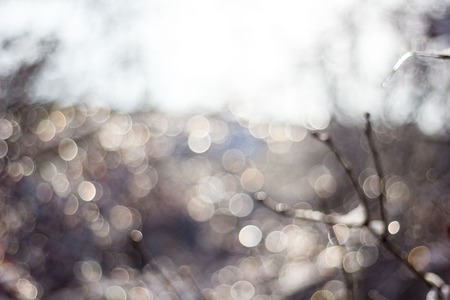 winter snow blurred background in city park, snowfall in forest, tree branches and bushes covered with snow, abstract snowflakes in blur.の写真素材