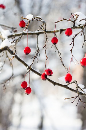 Frosted red hawthorn berries under snow on a tree in the garden.の写真素材