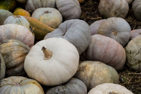 Different varieties of squashes and pumpkins. Colorful halloween vegetables.