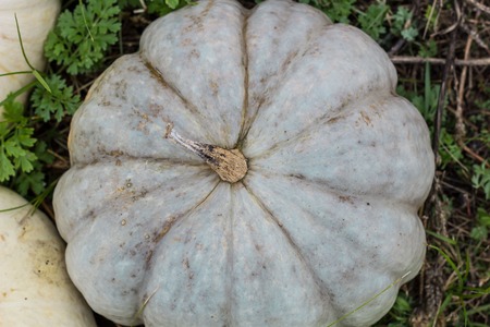 Different varieties of squashes and pumpkins. Colorful halloween vegetables.の写真素材