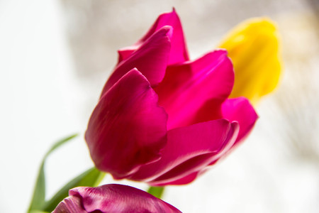 A bouquet of yellow and pink tulips in a vase on the windowsill. A gift to a woman's day from...