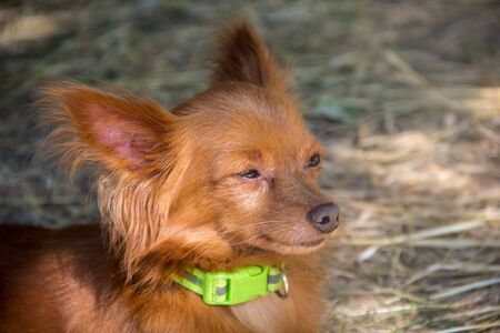red Russian long haired Toy Terrier lying on the ground outdoorの写真素材