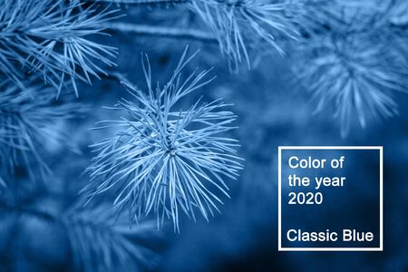 Fir tree branch close up. Shallow focus. Fluffy fir tree brunch close up in classic blue trendy color. background. Color of the year 2020.の写真素材