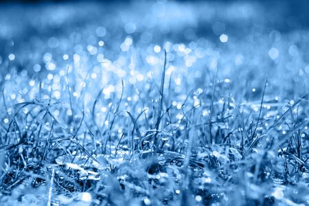 drops of dew on a fresh green grass in summer in classic blue trendy color. background. Color of the year 2020.の写真素材