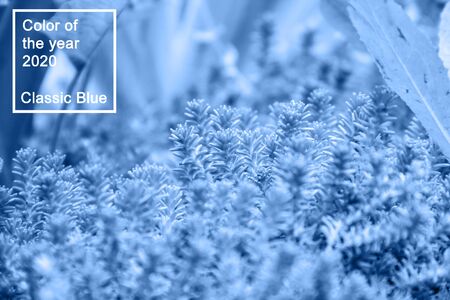 Succulents green background. Sedum album or white stonecrop, is a flowering plant of the genus Sedum in the family Crassulaceae in classic blue trendy color. Color of the year 2020.の写真素材