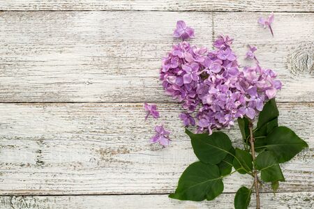 blooming spring lilac flowers on a white wooden background. Top view with copyspaceの写真素材