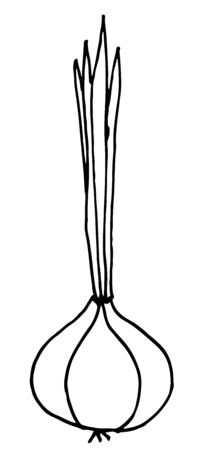 Fresh Vegetable Onion isolated icon. hand drawn vector illustrationのイラスト素材