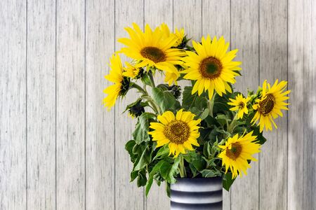 A bunch of sunflowers in a black vase on a rustic white wooden table with copy spaceの写真素材