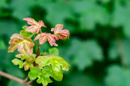 Shoot of maple tree with young leaves in spring on green backgroundの写真素材