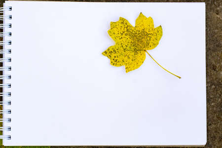 Notepad lies on a stone and bright yellow green carved leaves background with copy space