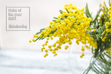 Beautiful yellow mimosa flower blossom in glass vase in spring time on light background. Color of the year 2021の写真素材