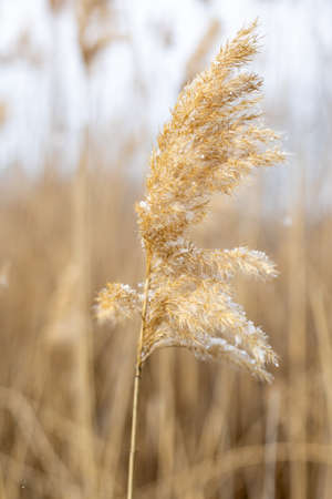 dry plant reeds with snowflakes on a natural background in winter