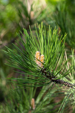 Long green needles of pine tree in green garden. Nature close upの写真素材