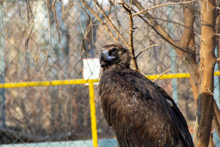 Eurasian black vulture sit on a gray stone.の写真素材
