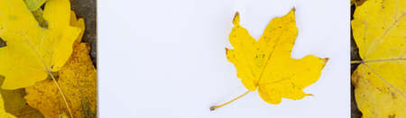 banner of Notepad lies on a stone and bright yellow green carved leaves background with copy spaceの写真素材