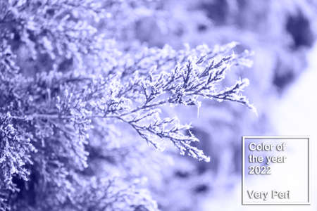 Close up leaves of green thuja tree with snow in very peri trendy color of the year 2022. background. Color of the year 2022.の写真素材