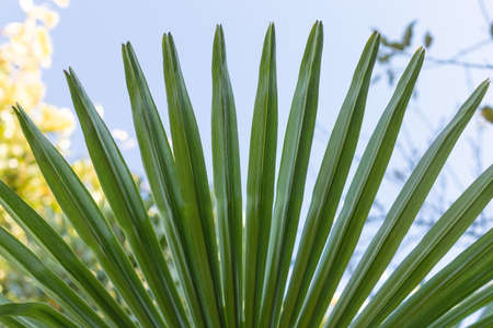 Green narrow palm leaves on a blue sky backgroundの写真素材