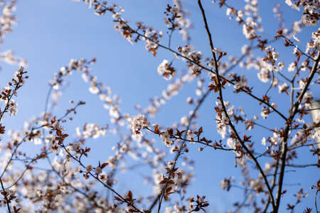 Branch with pink plum blossom in spring. flower spring season