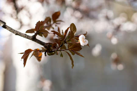Branch with pink plum blossom in spring. flower spring seasonの写真素材