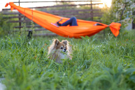 The dog breed pomeranian spitz. Red dog sitting in spring green grass on the background of an orange hammockの写真素材