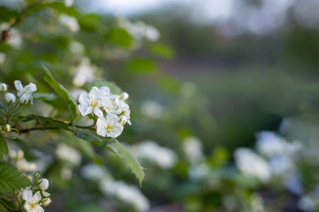 Branch of beautiful cherry blossom with green leaves on sunset. Springtime in nature.