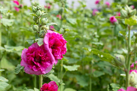 close up of beautiful malva flowers. Malva on green nature background