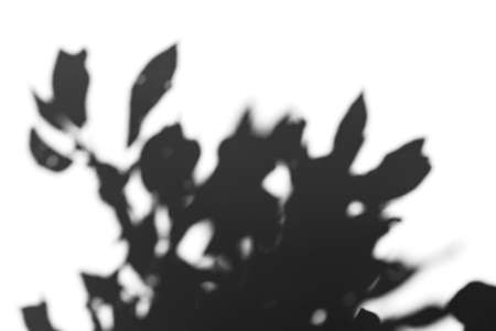 Abstract gray shadows from plant leaves on white background. Black and white shadow isolated for your design and art. overlay effect for photo.の写真素材
