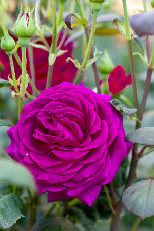 Close-up of a pink rose on a dark green background in summer gardenの写真素材