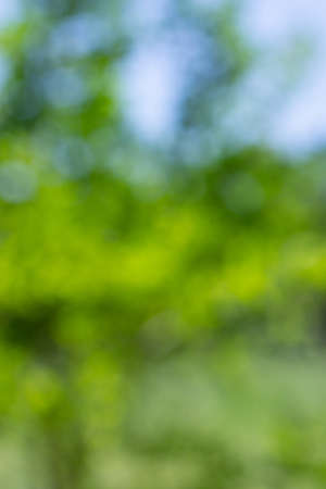 blurred background in natural spring green and blue colors with bokeh effect.の写真素材