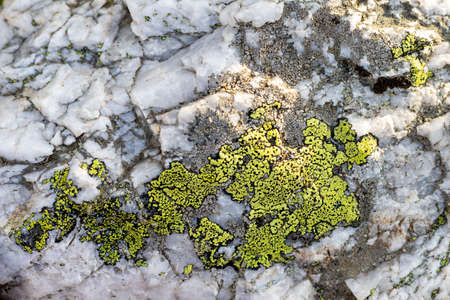 Gray moss marble granite stone with green moss texture backgroundの写真素材