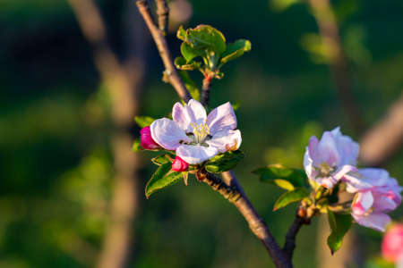 Blooming apple tree branch in spring garden. Fresh pink and white apple flowers with green leaves in...