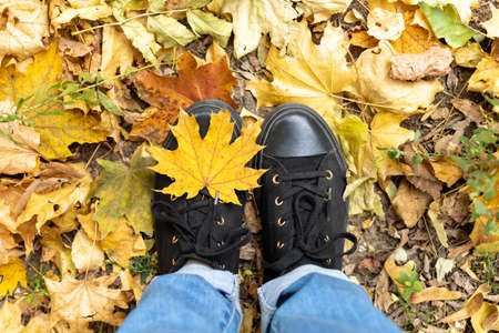 legs in black sneakers and blue jeans on a background of yellow maple leaves. top view. Autumn walk in the park. autumn moodの写真素材