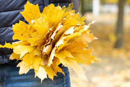 Bouquet of yellow autumn leaves in the back pocket of jeans. autumn mood