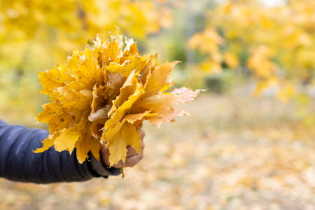 Bouquet of yellow maple leaves in man hand. Autumn walk in the park. autumn mood