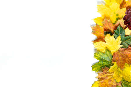 Border of Autumn bright colorful maple leaves on white. flat lay. top view with copy space