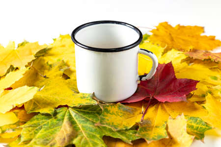 White cup with coffee or tea on colorful autumn maple leavesの写真素材