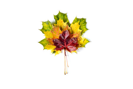 bouquet of colorful autumn maple leaves on white background. Flat lay, top view, copy space
