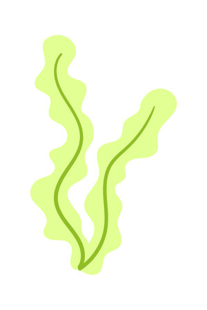 seaweed flat vector cartoon color illustration. Superfood - healthy spirulina, algae. Sea or ocean underwater life icon on white backgroundのイラスト素材